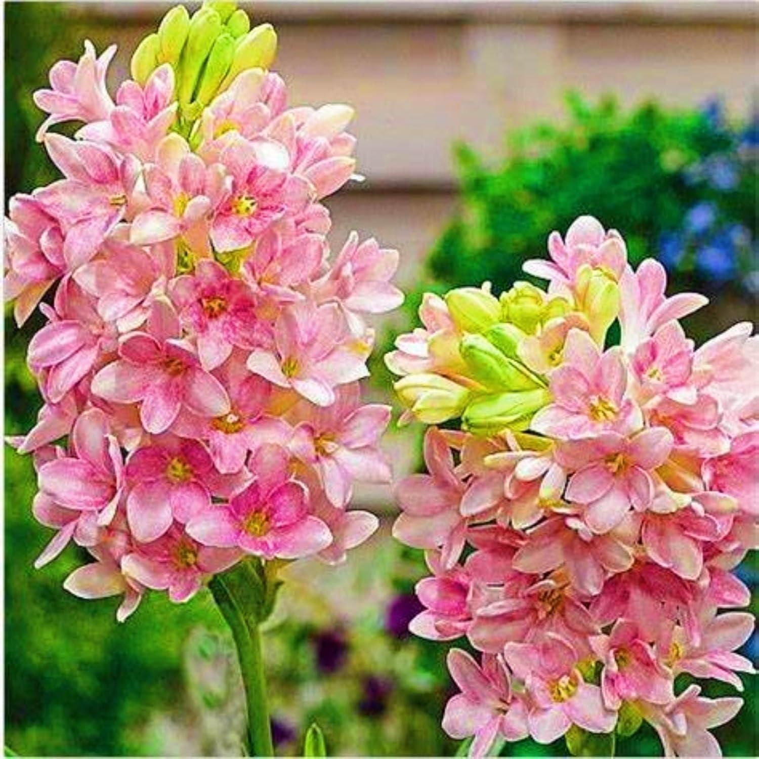 Garden Products