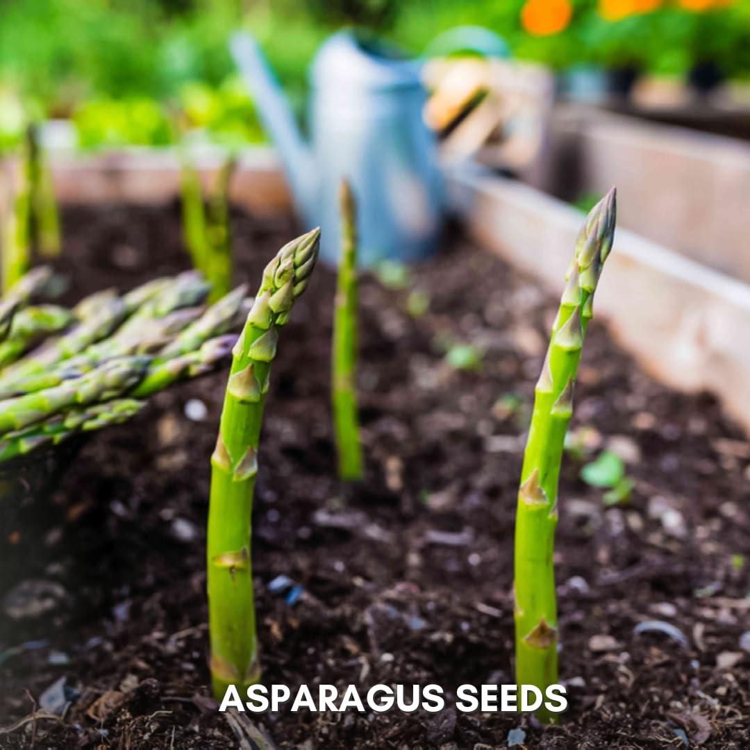Organic Asparagus Seeds (Pack of 25 & 50)