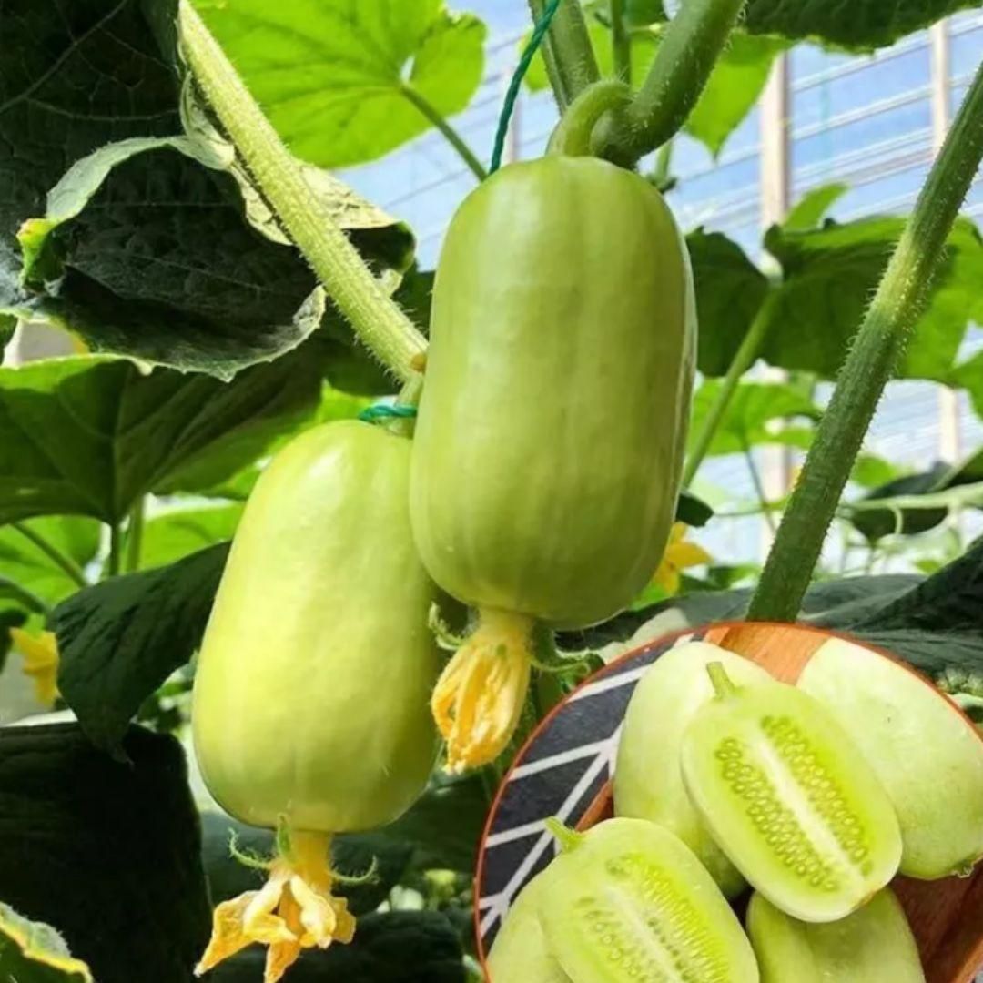 Cucumber - Golden Boy Lady Cucumber