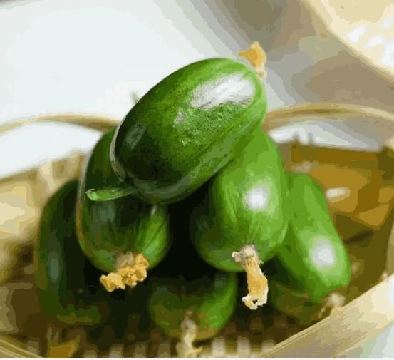 Cucumber - Golden Boy Lady Cucumber