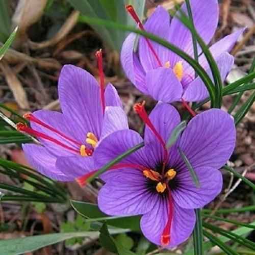 Saffron Bulbs (Pack of 1 & 2)