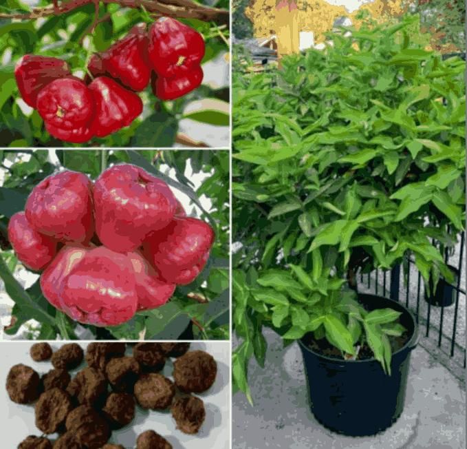 Super Fruit : Thai Wax Apple
