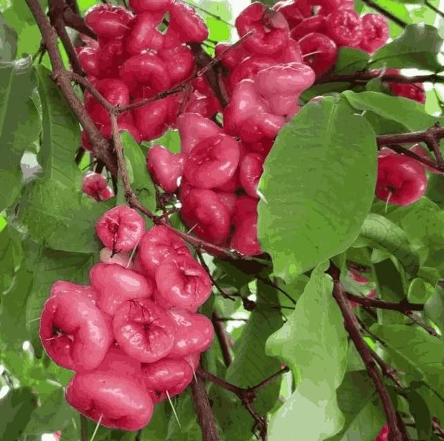 Super Fruit : Thai Wax Apple