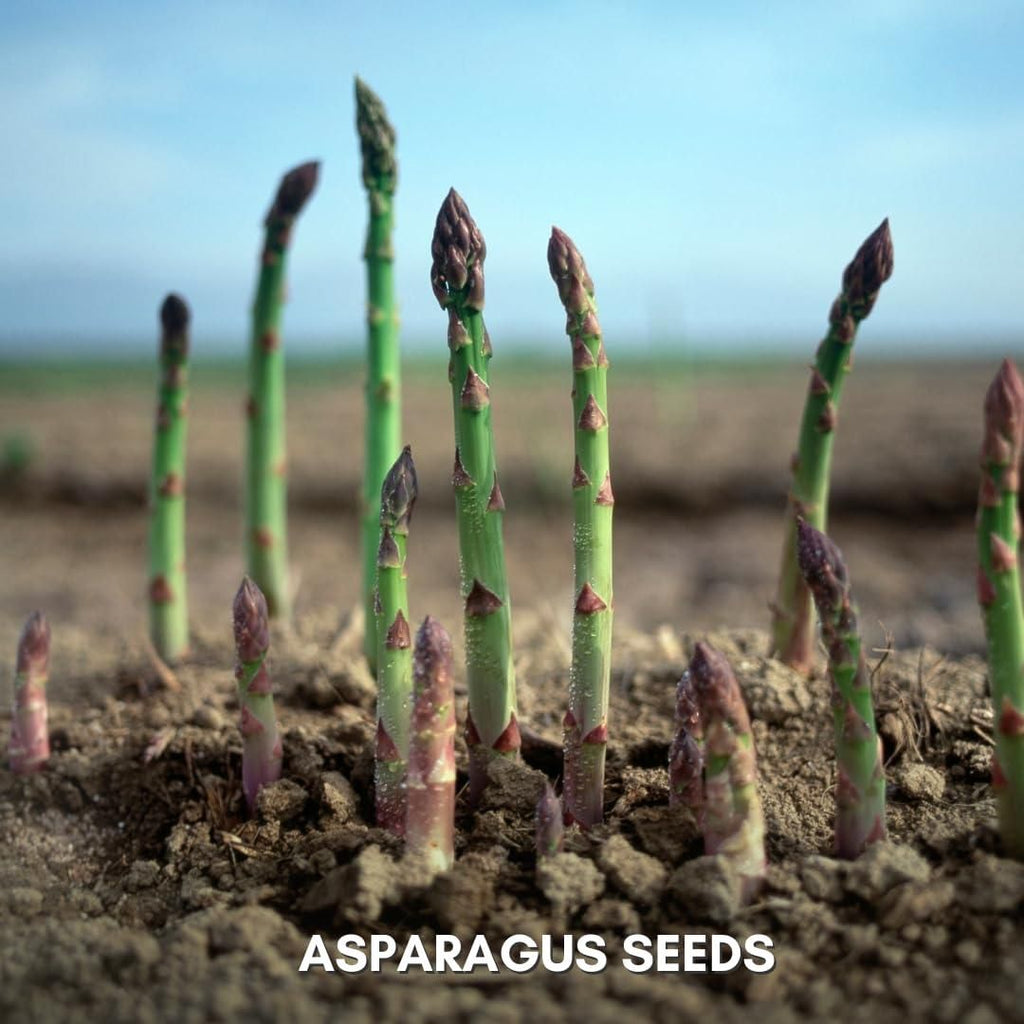 Organic Asparagus Seeds (Pack of 25 & 50)