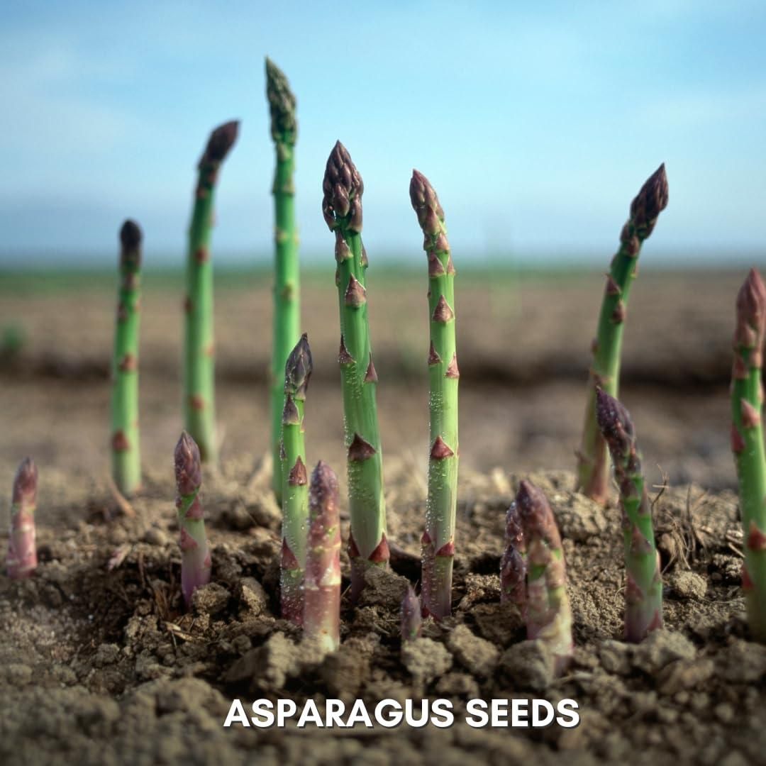 Organic Asparagus Seeds (Pack of 25 & 50)