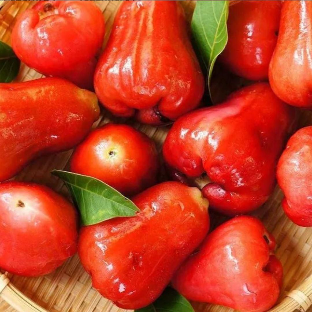Super Fruit : Thai Wax Apple