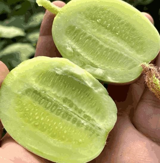 Cucumber - Golden Boy Lady Cucumber