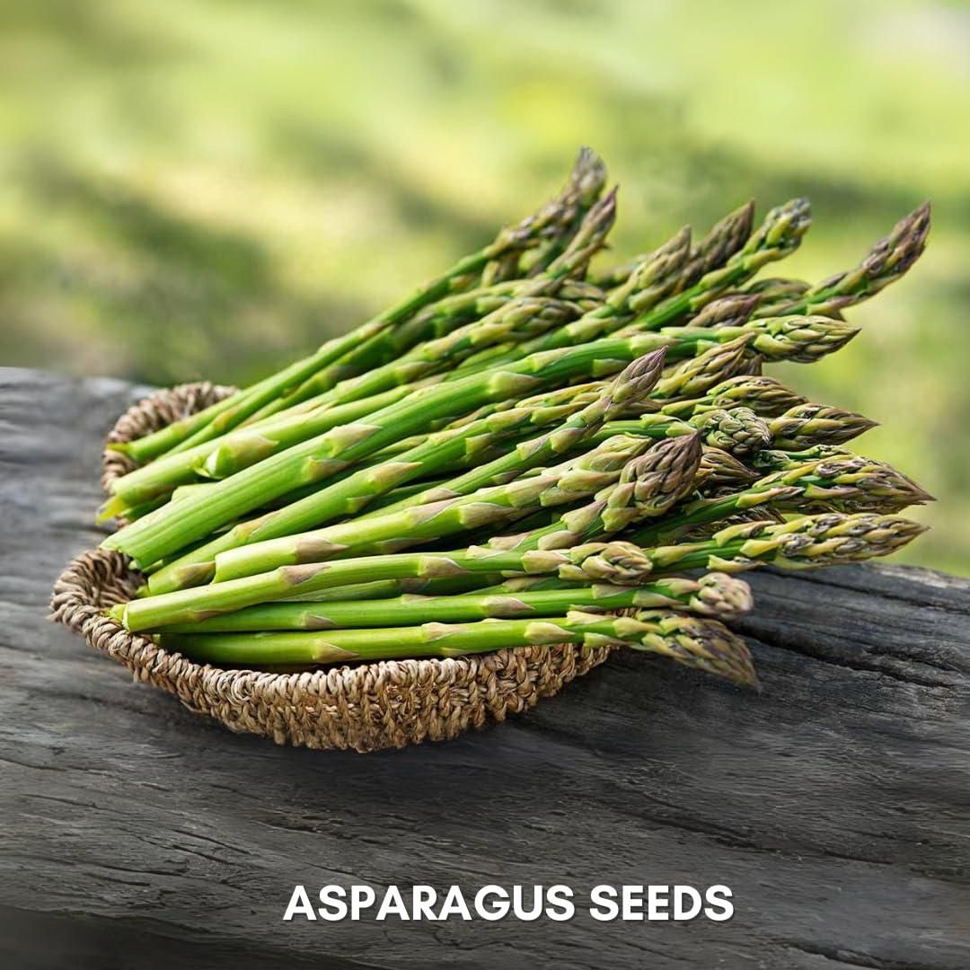 Organic Asparagus Seeds (Pack of 25 & 50)