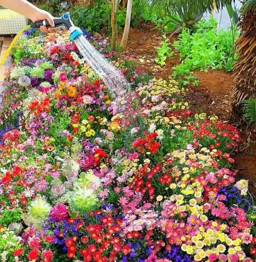 Varieties of Flower Seeds – 100 Seeds Pack + FREE Plant Growth Supplement 🌼✨