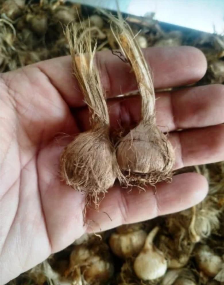 Saffron Bulbs (Pack of 1 & 2)