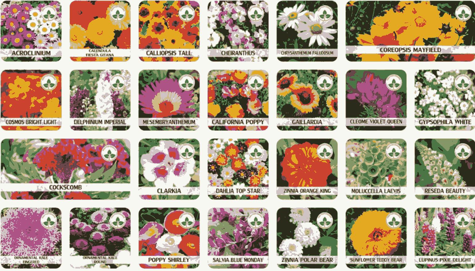 Varieties of Flower Seeds – 100 Seeds Pack + FREE Plant Growth Supplement 🌼✨